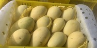 Verse Mango Fruit/Verse Mango Hoge Kwaliteit/Groothandel Mango Fruit Vietnam