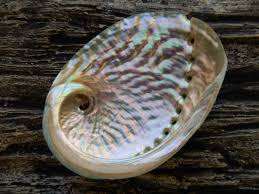 Conchas de Abalone pulidas naturales Decoraciones de conchas marinas de estilo animal lindo para recuerdo náutico de pecera - Product Image 5