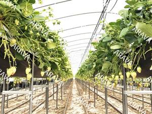 Sacs de culture de fraises, 50 pièces, pour serre, traitement UV - Product Image 2