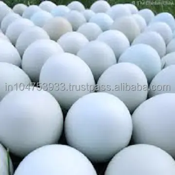 Белое яйцо цыпленка из Индии