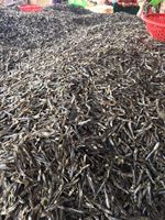Anchois argentés surgelés IQF, poisson de mer de qualité supérieure, export Nafi pour le marché européen (Anchois) - Emballage en sacs