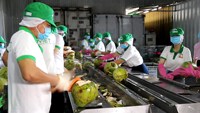Hindistan cevizi su 500 ml 16.9 floz içecek 24 şişe karton pet şişe organik OEM özel etiket Vietnam fabrika ihracat hazır