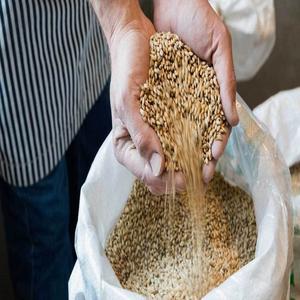 Orge perlé d'Ukraine de haute qualité pour la vente en gros - Product Image 2