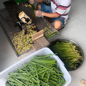 Pailles à boire en herbe / 100% biodégradables, écologiques, naturelles et organiques du Vietnam - KATIE +84795877933 - Product Image 4