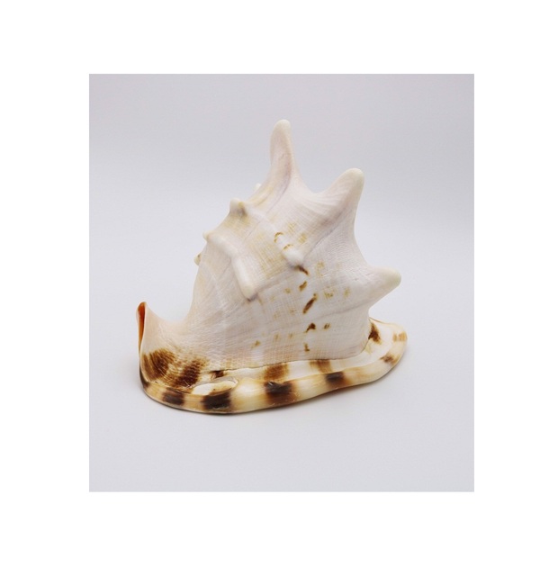 HELMET SEASHELL BIG SIZE CASSIS CORNUTA SEASHELL CONCH SHELL BIG SIZE