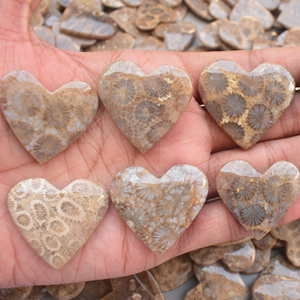 Fossiles Corail Coeur Gros Fleur Corail Fossile Coeur Forme Gemstone Fossiles Corail Cabochon Pierres Précieuses En Gros Corail Cabochon - Product Image 1