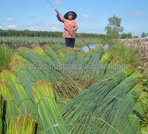 Pajitas de hierba orgánicas ecológicas | Pajitas de hierba natural | Pajitas de hierba de Vietnam desechables con alta calidad y buen precio - Product Image 3