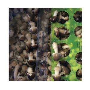 SETA de paja salada/seta enlatada en Salvia con precio barato de alta calidad, 99 DATOS dorados - Product Image 4