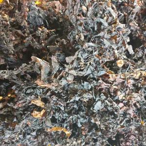 สาหร่ายทะเลแห้งคุณภาพสูงสำหรับการผลิตปุ๋ย บรรจุในถุง +84 904 183 651 - Product Image 3