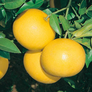 Juego de 10 Aceites Esenciales de Pomelo Prensados en Frío de Grado Aromático, Orgánicos de Primera Calidad, Puros para Aromaterapia, Ingrediente de Árbol de Té, GMP - Product Image 2