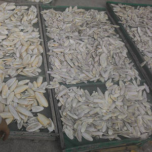 Hueso de sepia seco para pájaros y reptiles Suministro al por mayor Precio competitivo Calidad de exportación Embalaje disponible - Product Image 6