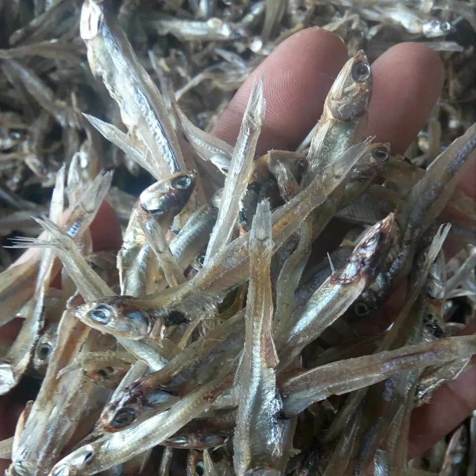 Анчоус рыбы Сушеные-сушеной рыбы высокого качества для рынка ЕС -- W/S: 0084 989 322 607