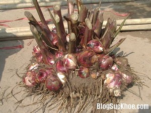 Almidón de arrowroot en polvo natural de alta calidad y económico - Product Image 3