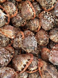 CONCHA DE CARACOLA, CONCHA DE ABALON, CONCHA MARINA, CONCHA MARINA NATURAL en VIETNAM - Product Image 5