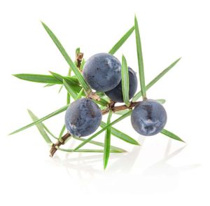 Vente en gros en vrac de qualité aromathérapie à l'huile essentielle de baies de genièvre pour une relaxation optimale et un soulagement du stress - Product Image 3