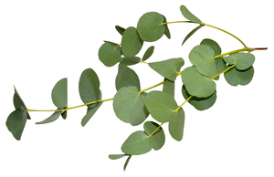 Huile essentielle d'eucalyptus pure, distillée à la vapeur, certifiée GMP - Product Image 6