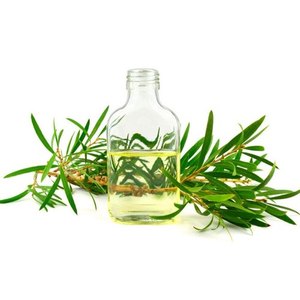 2022 100% huile essentielle de cajeput naturelle vente en gros pure et aromatique pour une utilisation sur la peau avec ingrédient d'arbre à thé - Product Image 1