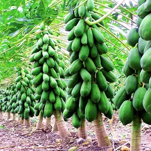 PAPAYA de hielo de Vietnam