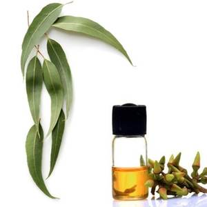 Aceite Esencial de Eucalipto 100% Puro, Etiquetado Privado Personalizable, Extracto Herbal en Envases y Botellas de Vidrio - Product Image 2