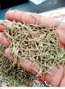 Rosemary - Rosmarinus Officinalis compas planta o planta polar Rosmarinus es rocío del océano - Product Image 5