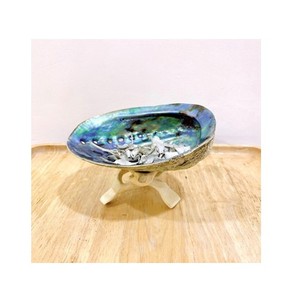 เปลือกหอยแห้งสำหรับตกแต่ง ทรัมเป็ต ทริทัน 8-15 นิ้ว ราคาดีมากจากเวียดนาม - Product Image 2