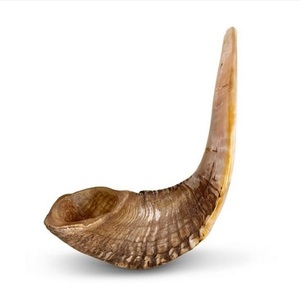 Naturel Ram Shofar Hébreu Trompette Coup de Corne Juif Casher Terre Sainte Israël - Product Image 3