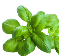 Calvi Pesto Di Liguria Olijf Basilicum Pinoli Knoflook Genova - Verse Italiaanse Condiment Groen 0,5kg IFS BRC Gecertificeerd Intens Italiaans