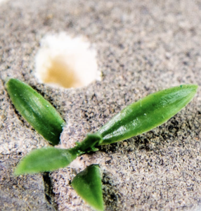 รังมดธรรมชาติผลิตภัณฑ์สำหรับสัตว์เลี้ยงรังมดในฟาร์ม - Product Image 4