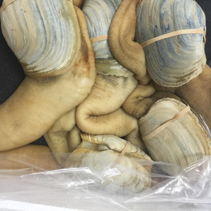 Golden Clam Golden Clam Suppliers And Manufacturers At Alibaba Com