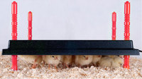 Plaque chauffante pour couveuse de poulet DC4060, plaque de grande capacité avec Certification CE