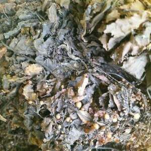 Algues sargasses séchées/poudre d'algues sargasses pour l'alimentation animale et les engrais Mme Lily - Product Image 4