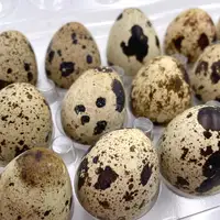 Ovos de codornas de alta qualidade para venda