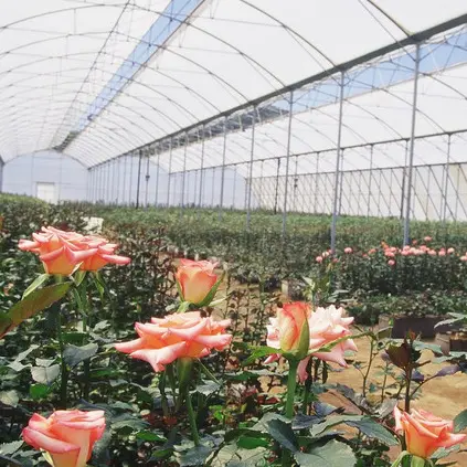 Ecuador ia nische Rose PINK OHARA frische natürliche Blume lange Stiel geschnitten Rose für Großhandel und Hochzeit von Tigma