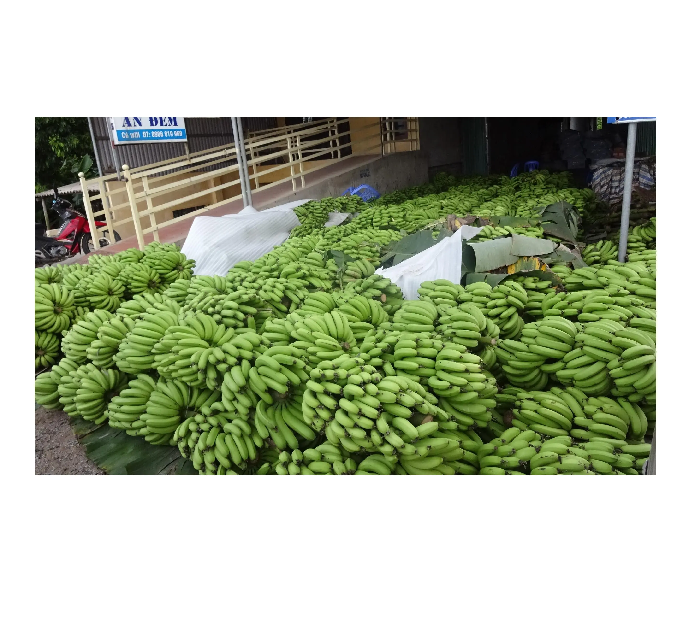 Top Kwaliteit Verse Bananen/Groene Bananen/Cavendish Bananen Lage Prijzen. Angelina + 84327746158