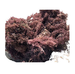 GRACILARIA VIETNAMITA FRESCA CON ALTA CALIDAD // Ámbar - Product Image 1