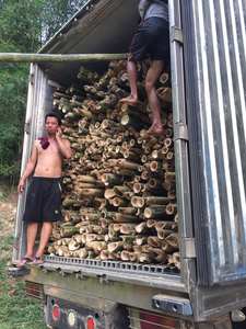 Postes de bambú de Color Natural, alta calidad, Vong, seco, sólido, decoración de construcción de Vietnam - Product Image 6