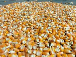 เมล็ดข้าวโพดสีเหลืองออร์แกนิกขายส่งจำนวนมาก 100% ข้าวโพดสุก คุณค่าทางโภชนาการสูง สำหรับสัตว์ อาหารสุกร วัว ม้า ราคาแข่งขันได้ - Product Image 2