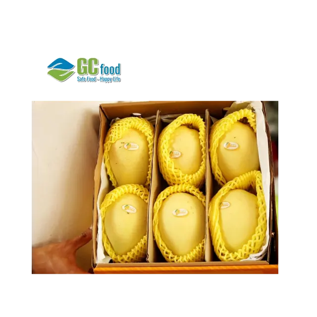 (GC Food) Fresh Mango Cat Chu - High Quality Fresh fruit Smooth yellow skin- 100% Natural Sweet from Viet Nam