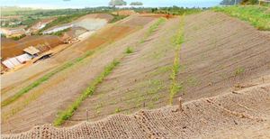 Lưới Dừa/Bảo Vệ Cây/Sợi Dừa/Che Đồi Trần-Bà Elish + 84 904 183 651 - Product Image 3