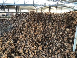 Conchas de coco, CHIPS de cáscara de coco para hacer carbón vegetal - Product Image 6