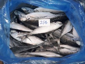 Factory Horse Mackerel / Fresh Frozen Mackerel Fish 400-600g - Product Image 5