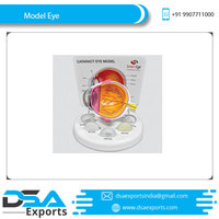 Modelo de ojo anatómico de alta calidad (ojo inteligente) Modelo de globo ocular anatómico médico al mejor precio