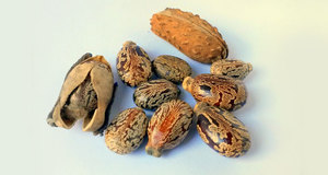 Huile de Ricin (Graines) Certifiée GMP, Pressée à Froid, pour la Stimulation de la Croissance Tissulaire, Origine Inde - Product Image 5