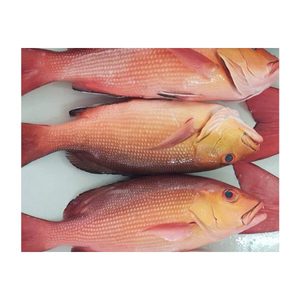 ร้อนขายที่มีคุณภาพสูงอาหารทะเลแช่แข็งสีแดงเบสเนื้อปลาส่งออก - Product Image 5
