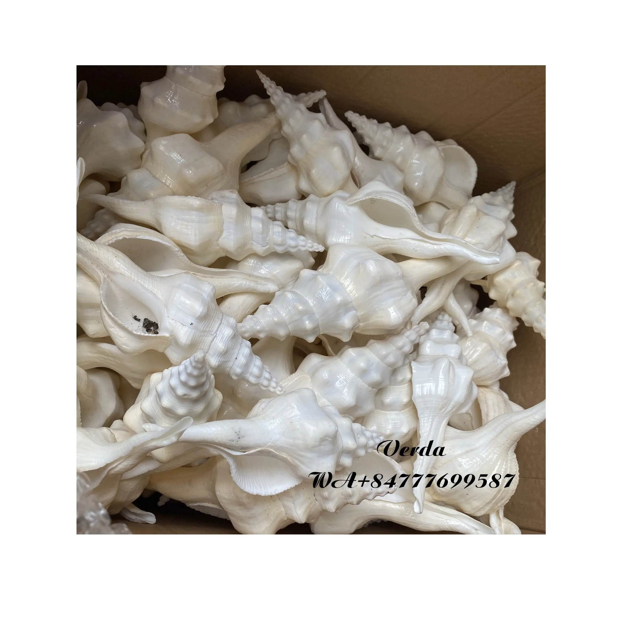 Natural shell für Handwerk-Sea shell Pipe - Sea shell zum Rauchen-Sea shell Souvenir Shop-Natural Shell in loser Schüttung WS084587176063