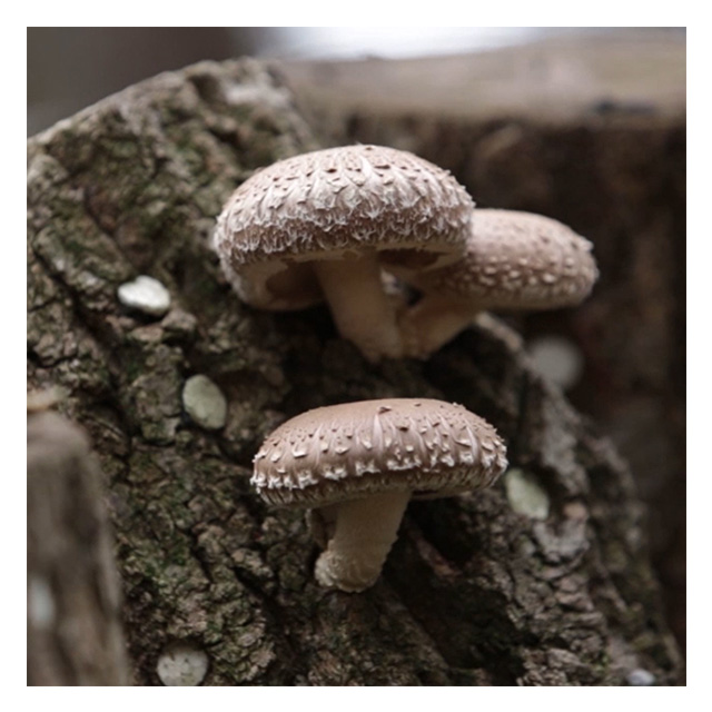 [SMB-34] Organic Harvest 3-4cm Diameter Black Flower Shiitake Dongko from Korea