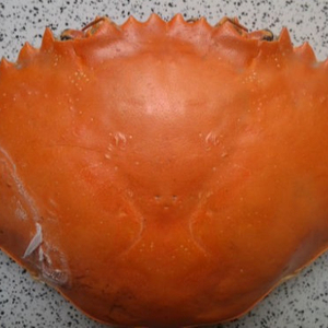 Suministro al por mayor de caparazón de cangrejo seco para contener alimentos a precio barato - Product Image 2