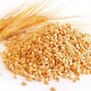 High Quality <b>Wheat</b> Grain From Argentina - Product Image 2