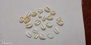 Vỏ Cowrie Tự Nhiên Được Làm Theo Yêu Cầu Với Các Hình Dạng Và Kích Cỡ Phù Hợp Cho Các Nhà Thiết Kế Trang Sức, Nghệ Thuật Và Thủ Công - Product Image 6