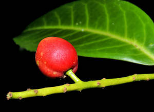 Aceite esencial puro de laurel - Product Image 4